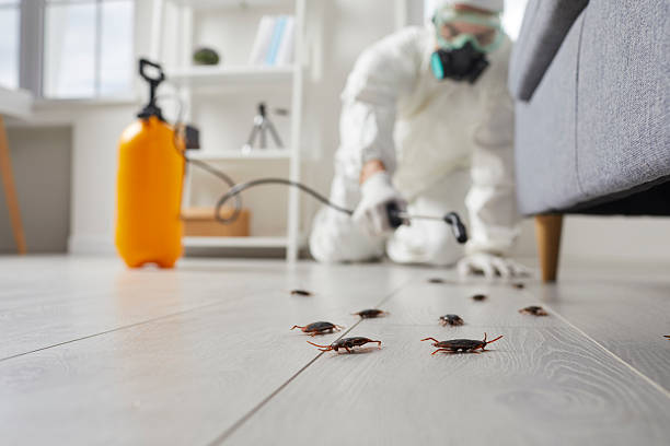 Post-Treatment Bed Bug Interceptor Monitoring in Mulberry